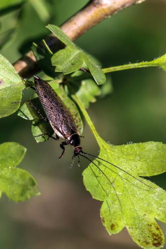 Ectobius lapponicus